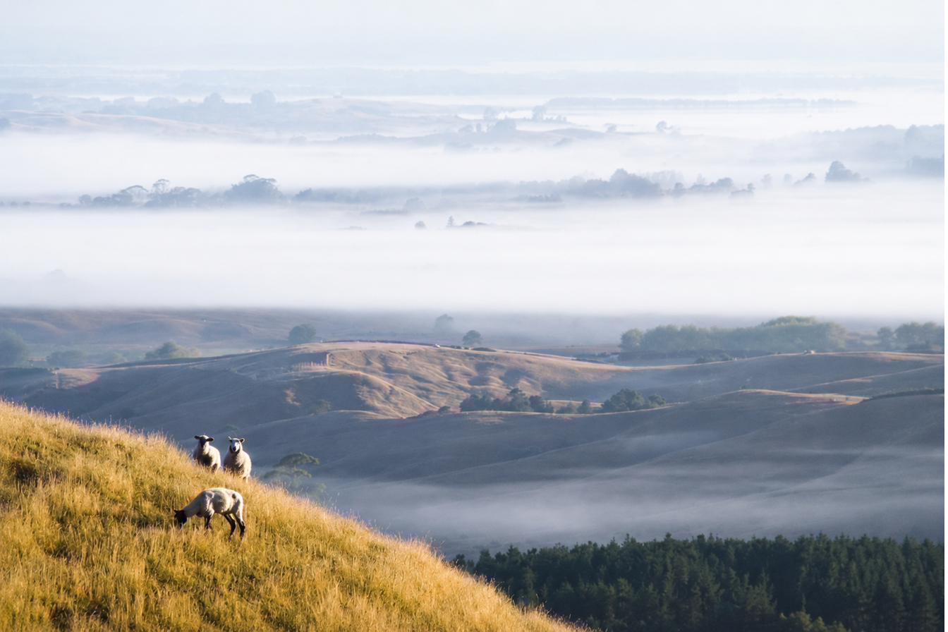 Merino sheep on Australian high country